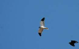 Image of Hen Harrier