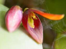 Image of Acianthera