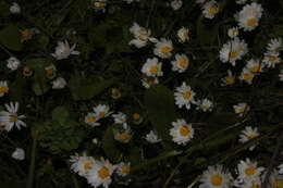 Image of Bellis annua subsp. annua