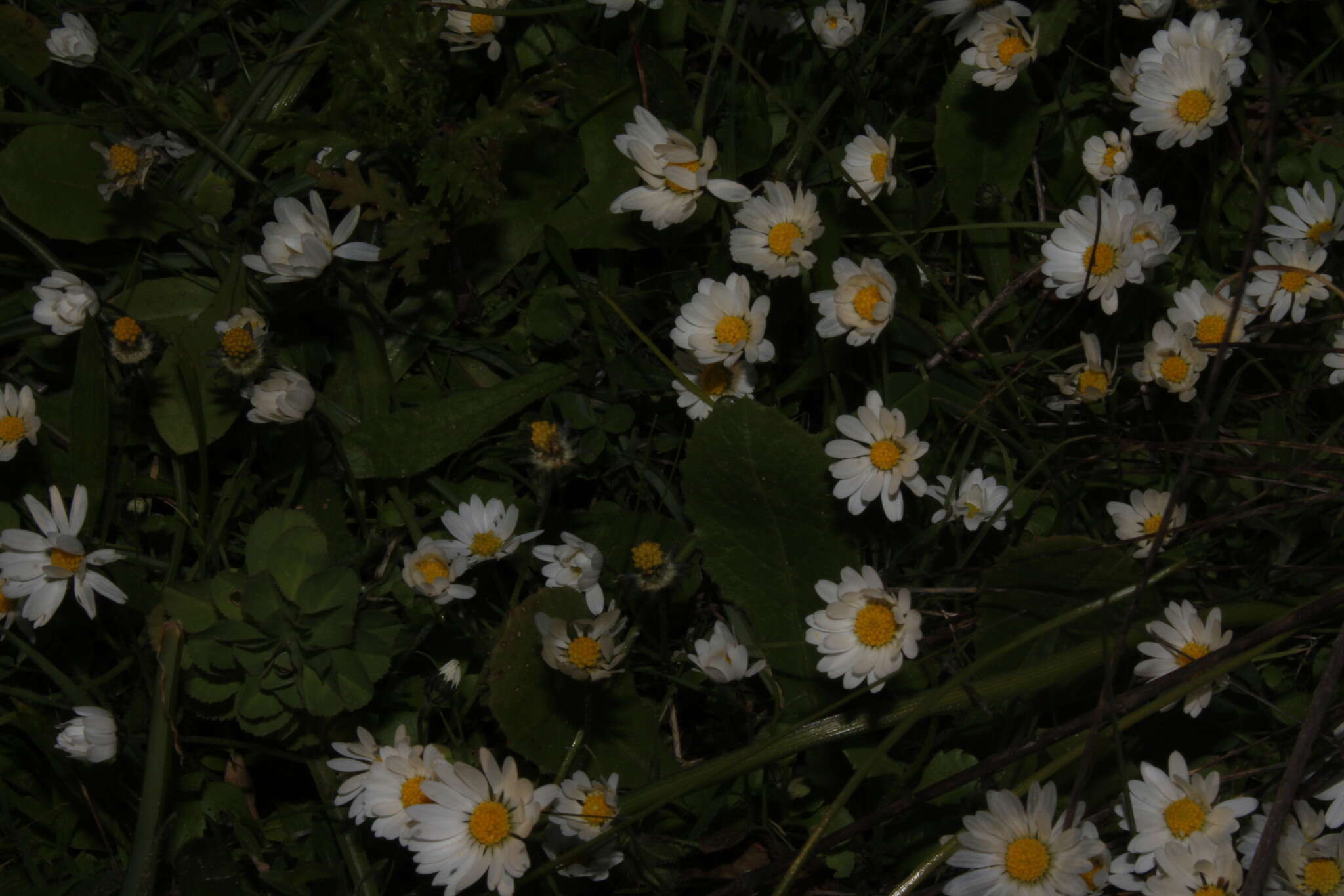 Image of Bellis annua subsp. annua