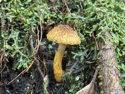 Image of Inocybe lutea Kobayasi & Hongo 1952