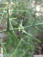 Imagem de Colletia spinosissima J. F. Gmel.