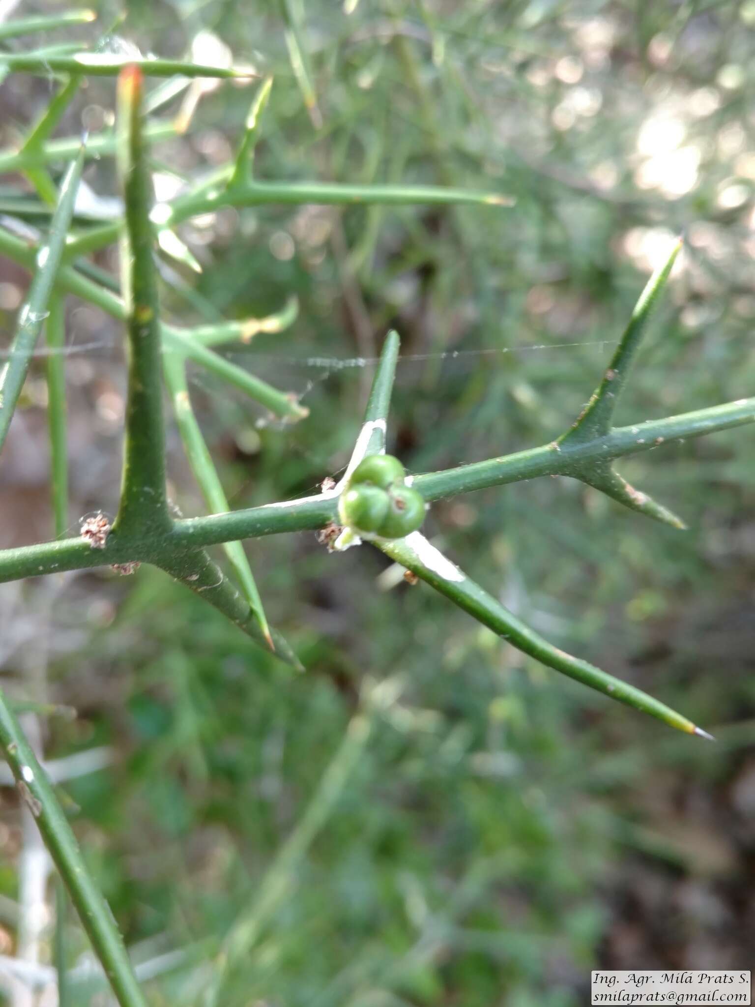 Imagem de Colletia spinosissima J. F. Gmel.