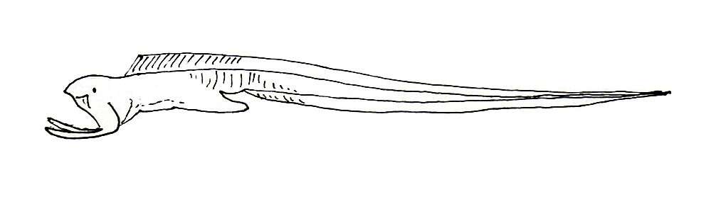 Image of Monognathus