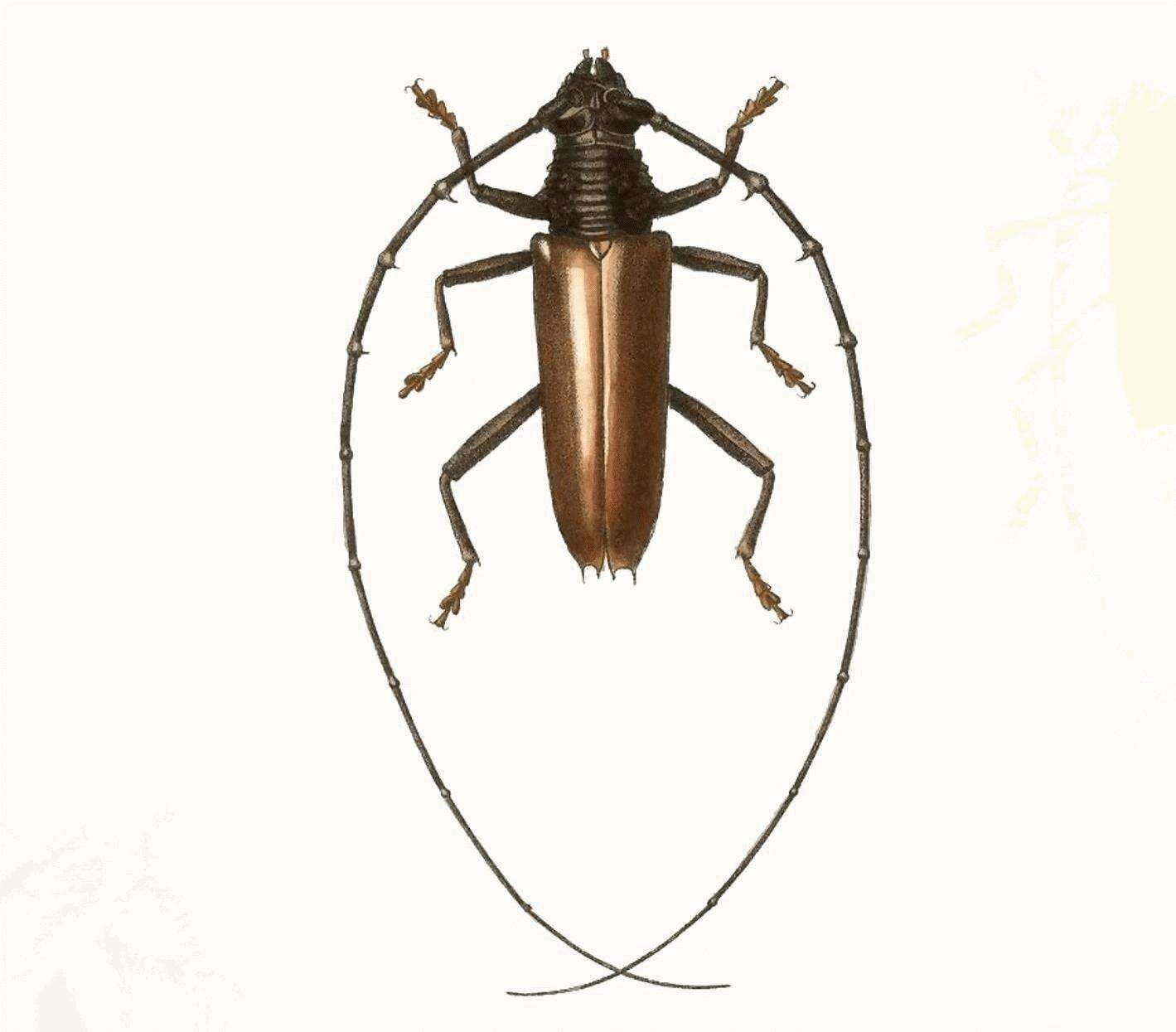 Image of Juiaparus mexicanus (Thomson 1861)