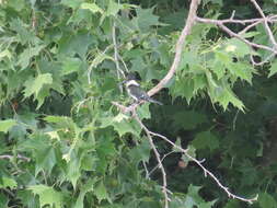 Image of Green Kingfisher