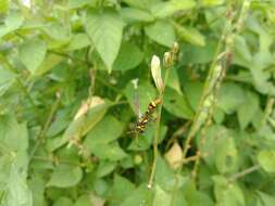 Image of Yellow and black potter wasp