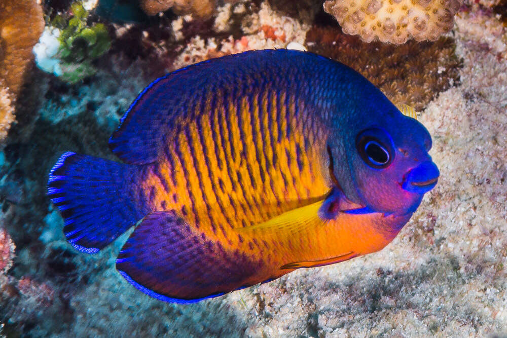 Image of Coral Beauty Angel