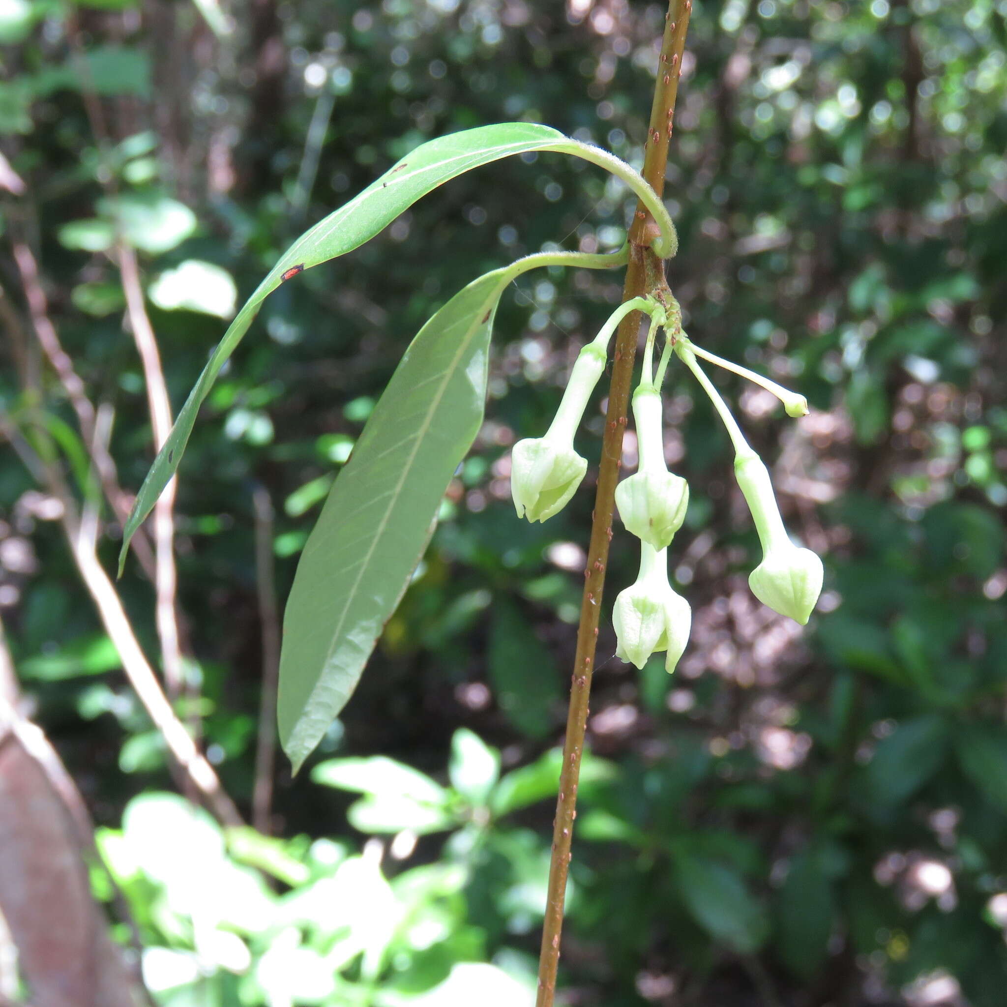 Image of Gymnanthera oblonga (Burm. fil.) P. S. Green