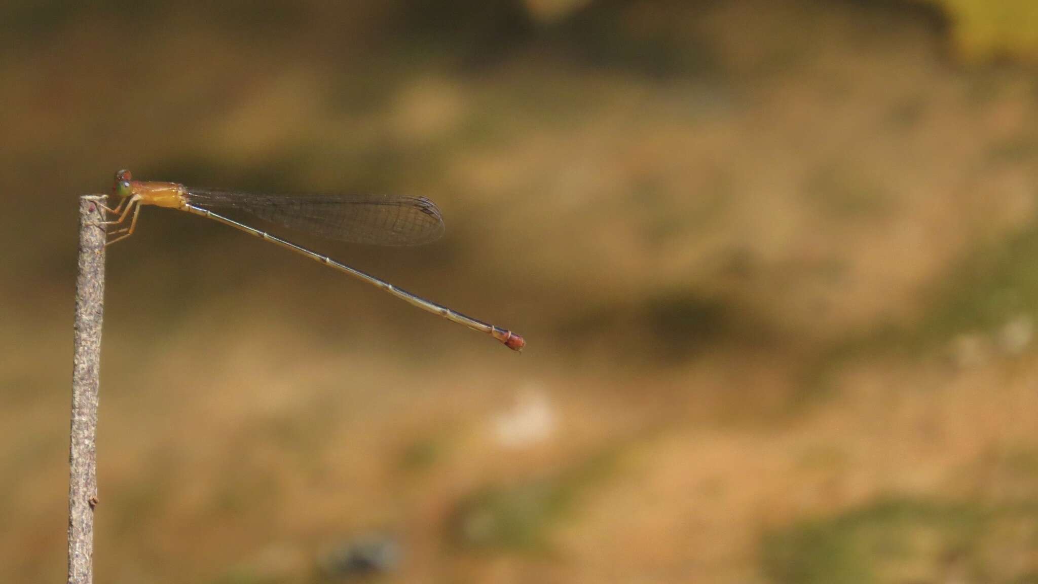 Image of Teinobasis rufithorax (Selys 1877)