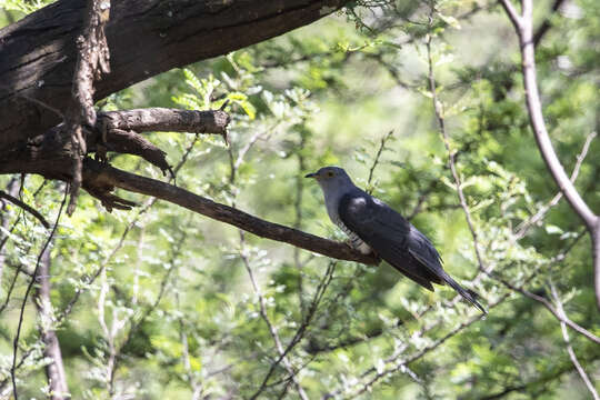 Image of Madagascar Cuckoo