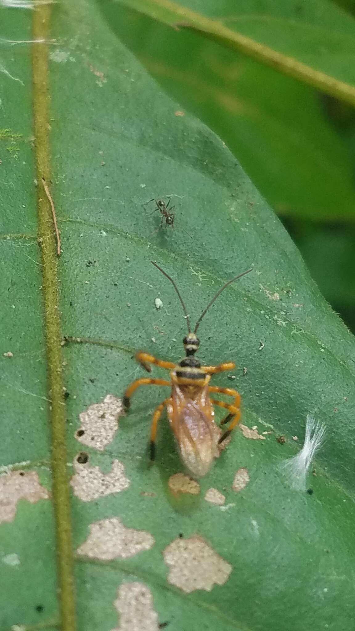 Image of Agriocoris flavipes (Fabricius 1803)