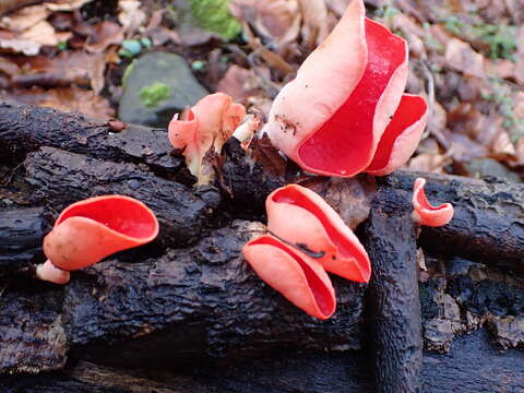 Imagem de Sarcoscypha jurana (Boud.) Baral 1984