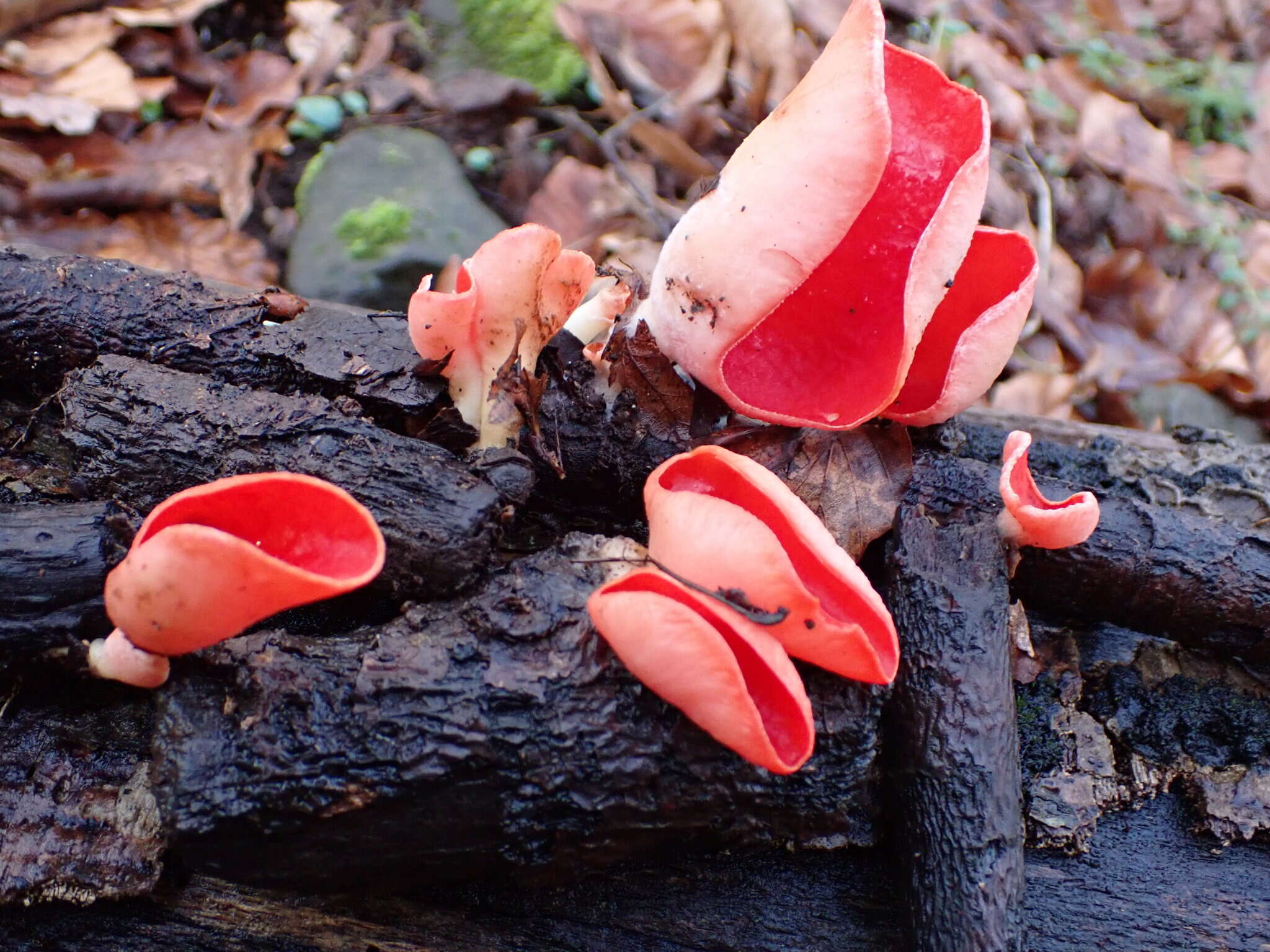 Sivun Sarcoscypha jurana (Boud.) Baral 1984 kuva