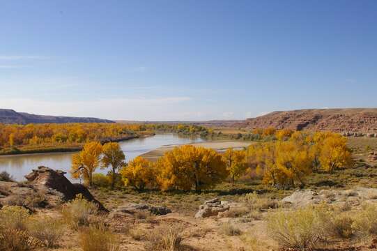 Image of Fremont cottonwood