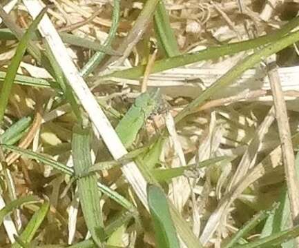 Image of Bog Leafhopper