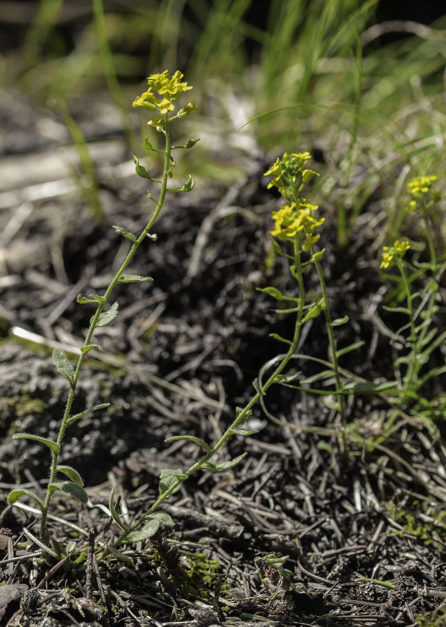 Image de Draba helleriana Greene