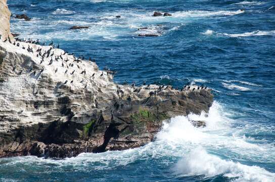 Image of Japanese Cormorant