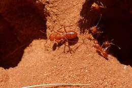 Imagem de Melophorus bagoti Lubbock 1883