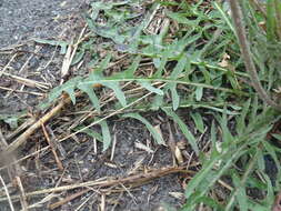 Plancia ëd Taraxacum scariosum (Tausch) Kirschner