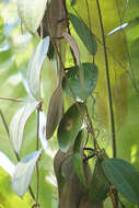 Image of Hoya latifolia G. Don