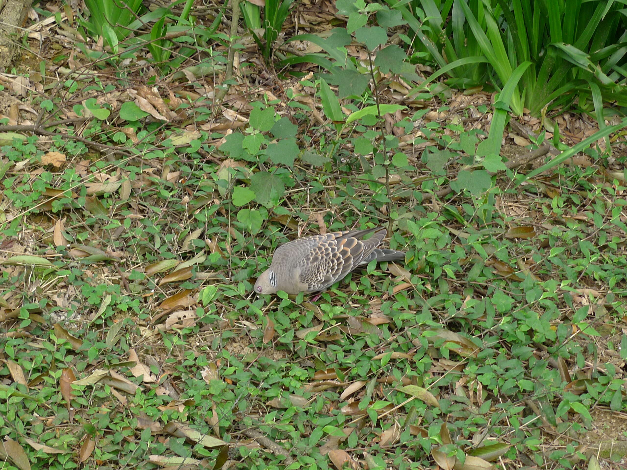 Image of Oriental Turtle Dove