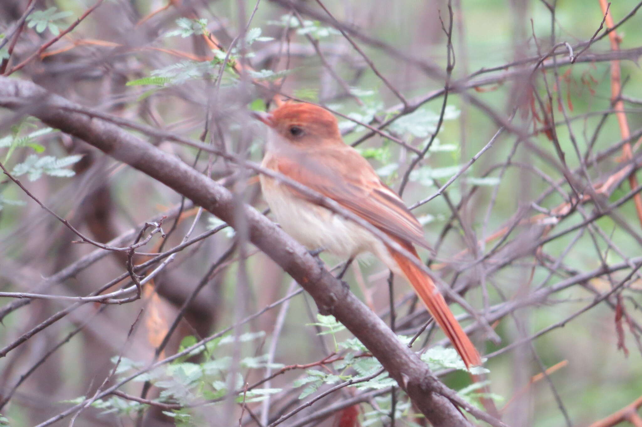 Casiornis fuscus Sclater, PL & Salvin 1873的圖片