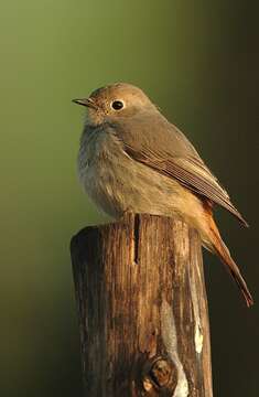 Image of Hodgson's Redstart