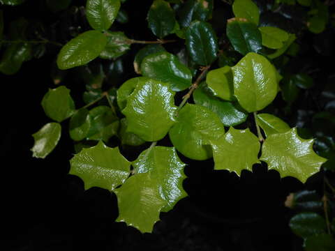 Image of Dwarf Holly