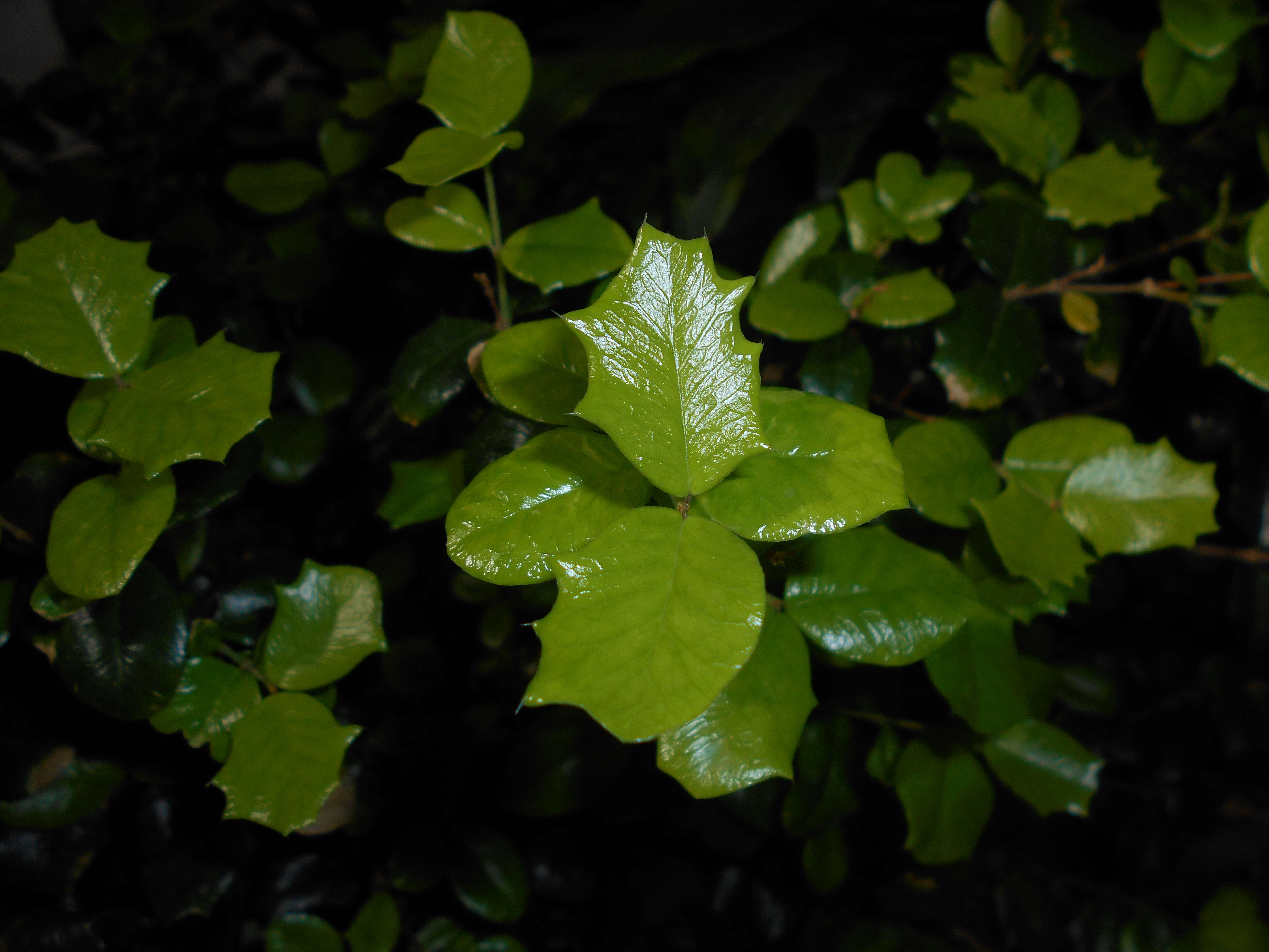 Image of Dwarf Holly