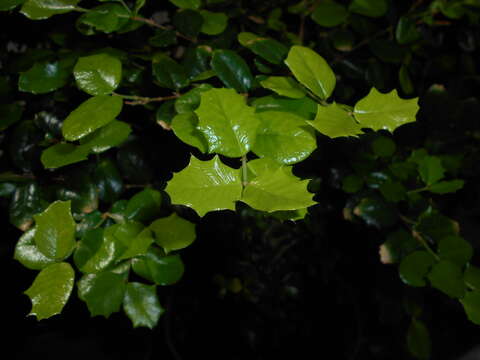 Image of Dwarf Holly