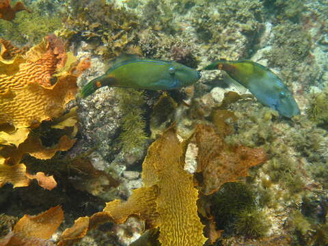 Image of Spiny-tailed leatherjacket