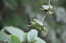 Image of Weigela praecox (Lemoine) L. H. Bailey