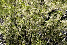 Image of black locust