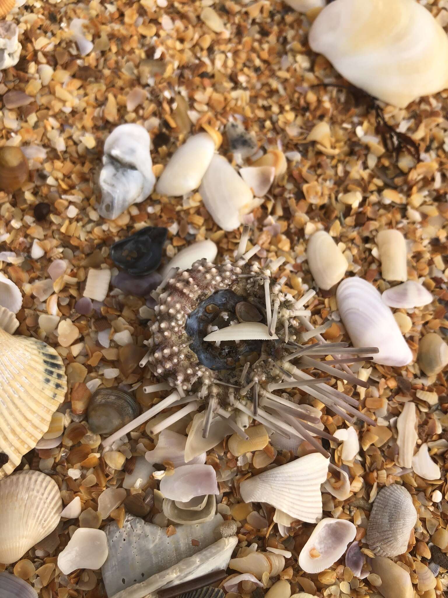 Image of Atlantic purple sea urchin