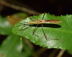 Image of Stenocoris (Stenocoris) apicalis (Westwood 1842)