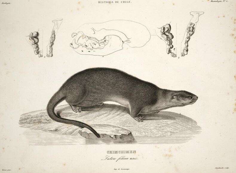 Image of Marine Otter