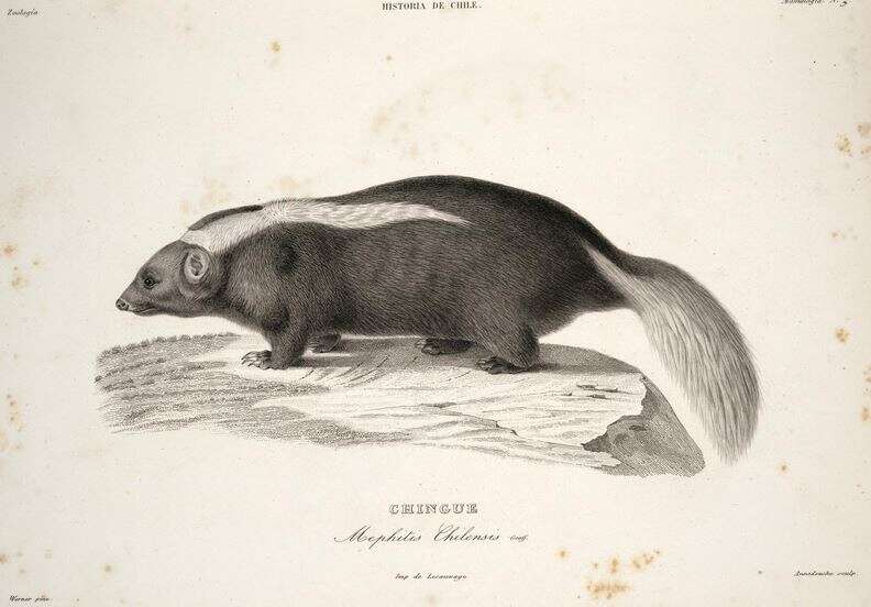 Image of Molina's Hog-nosed Skunk