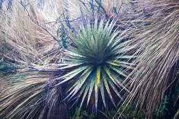 Image of Puya clava-herculis Mez & Sodiro