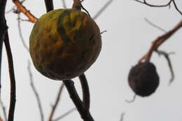 Imagem de Annona reticulata L.