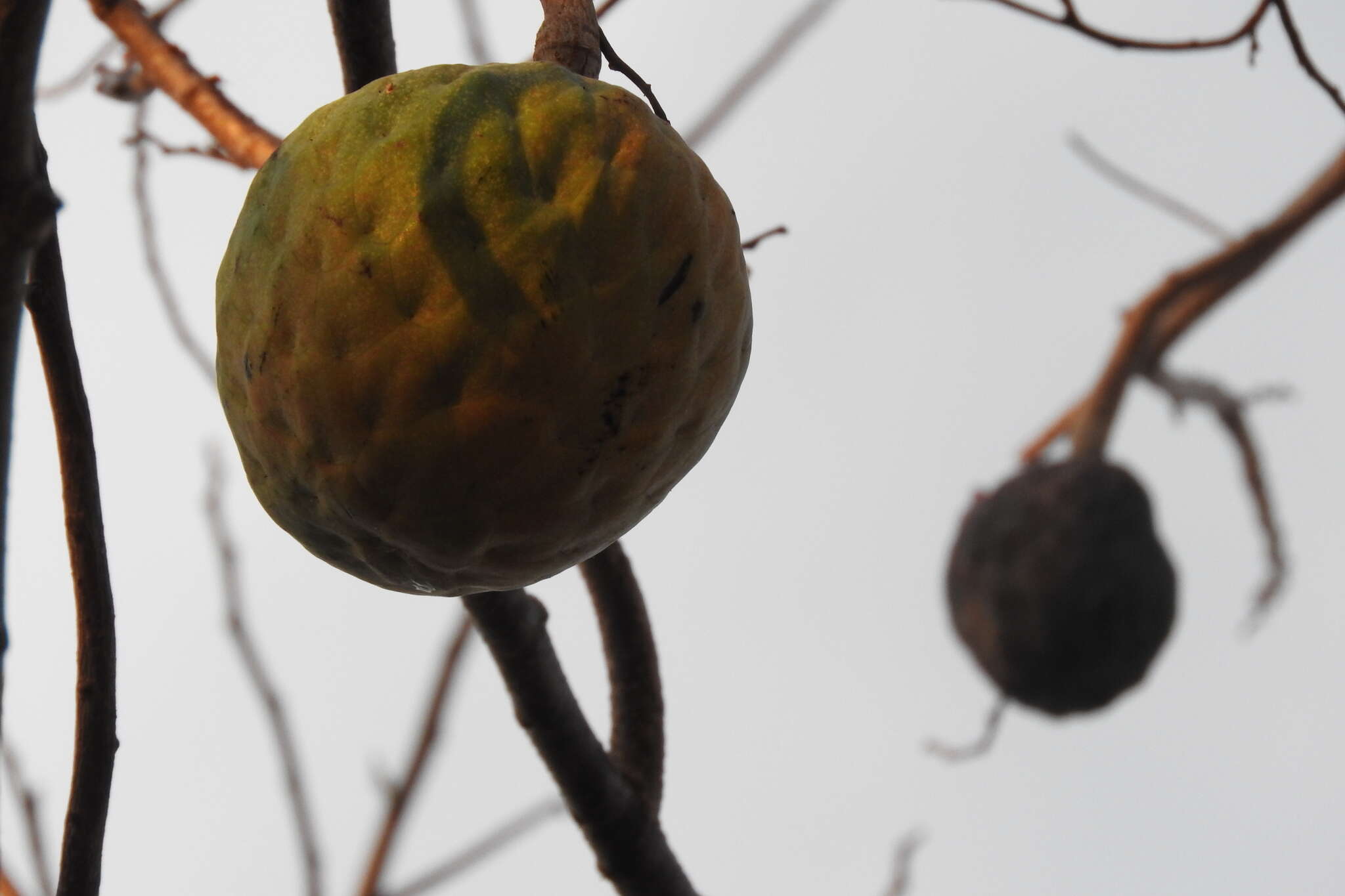 Слика од Annona reticulata L.