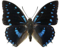 Charaxes ameliae Doumet 1861 resmi