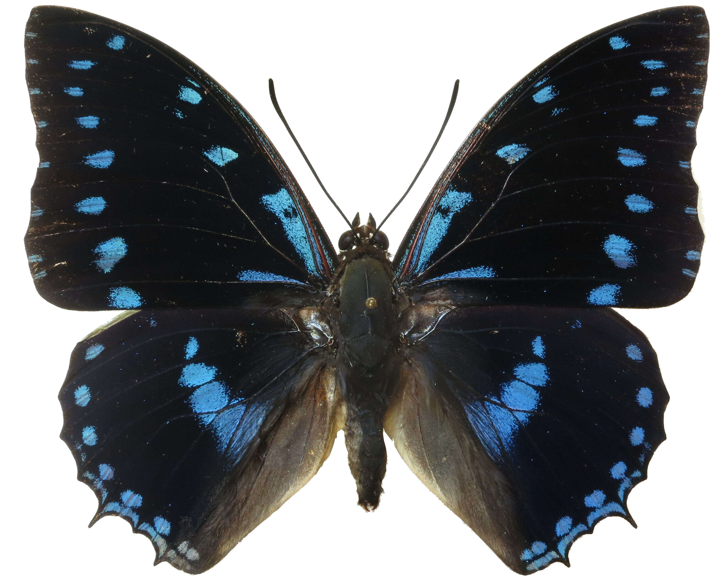 Charaxes ameliae Doumet 1861 resmi