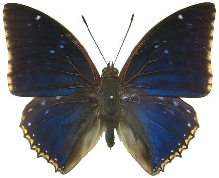 Imagem de Charaxes bipunctatus Rothschild 1894