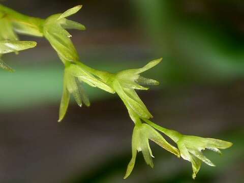 Image of Acianthera caldensis (Hoehne & Schltr.) F. Barros