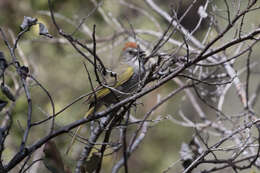 Image of Green-tailed Towhee