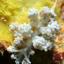 Image of Phyllodesmium tuberculatum Moore & Gosliner 2009