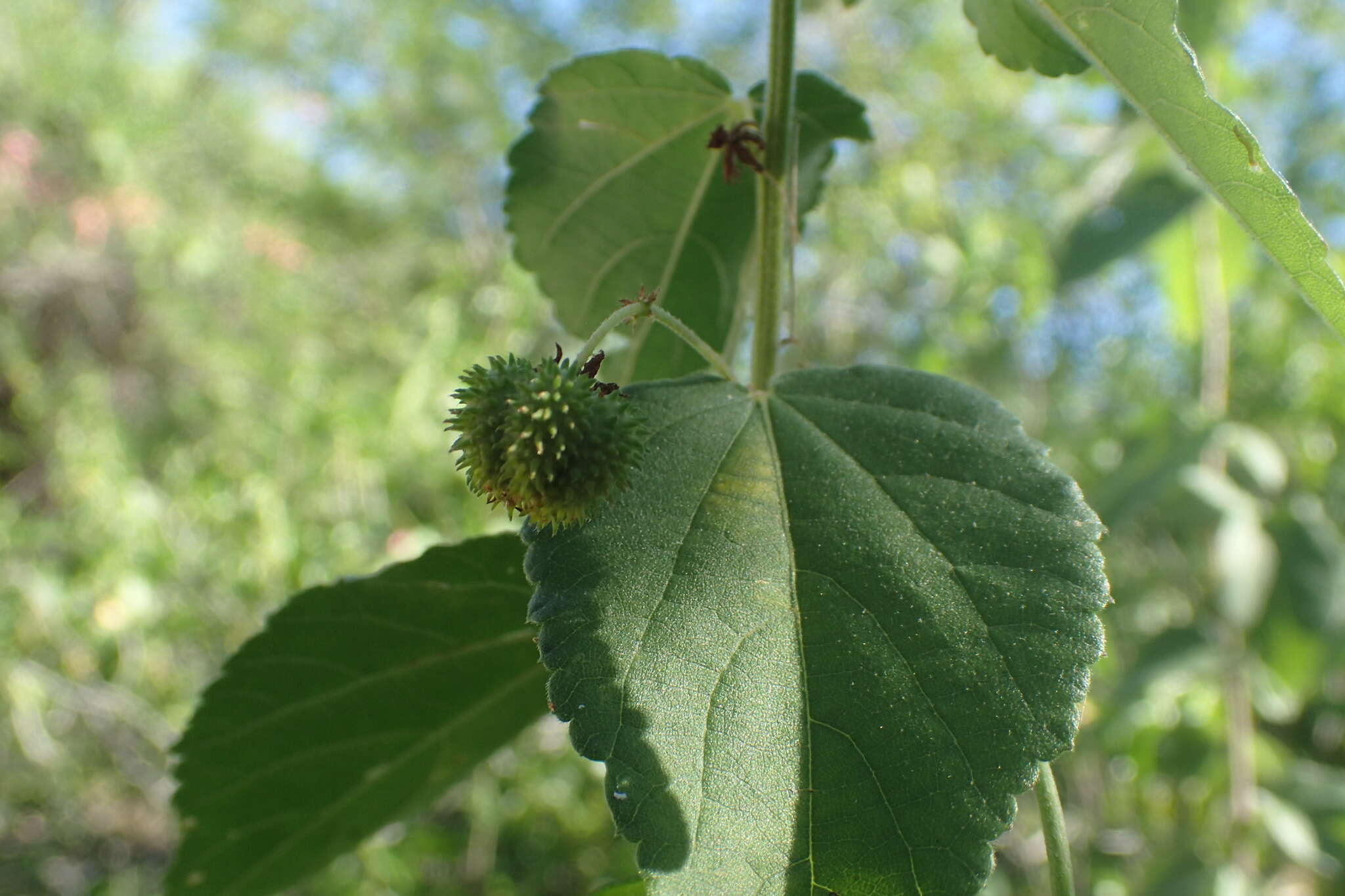 Ayenia jaliscana S. Wats. resmi