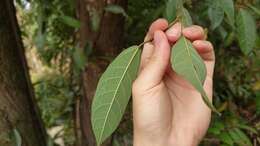 Image of Ficus sarmentosa var. nipponica (Franch. & Savatier) Corner