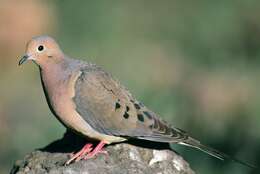 Image of American Mourning Dove